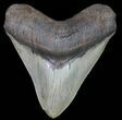 Very Wide, Fossil Megalodon Tooth - Great Serrations #66183-1